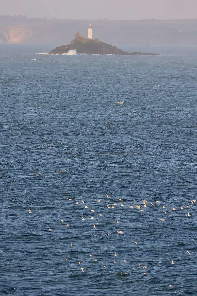terns past Godrevy